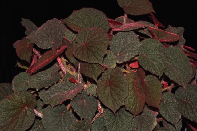 B. wyepingiana